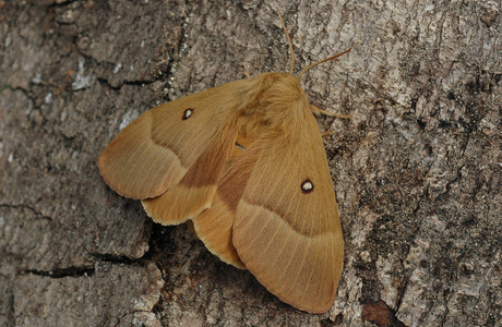 Eichenspinner (Lasiocampa quercus) - © Leo Kuzmits
